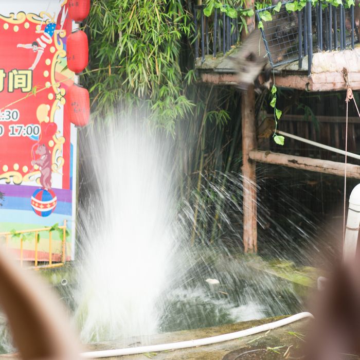 Pig dives and makes huge splash in China