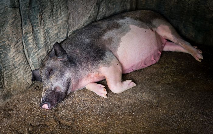 A pig sleeping in a Chinese zoo